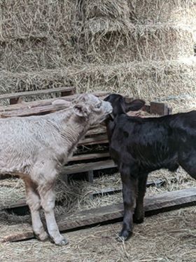 New calf
